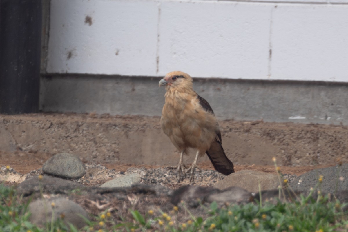 Yellow-headed Caracara - ML618636136