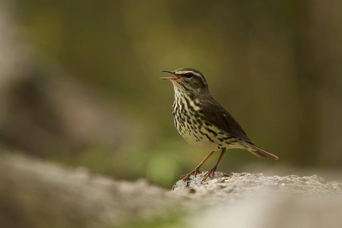 Northern Waterthrush - R. Stineman