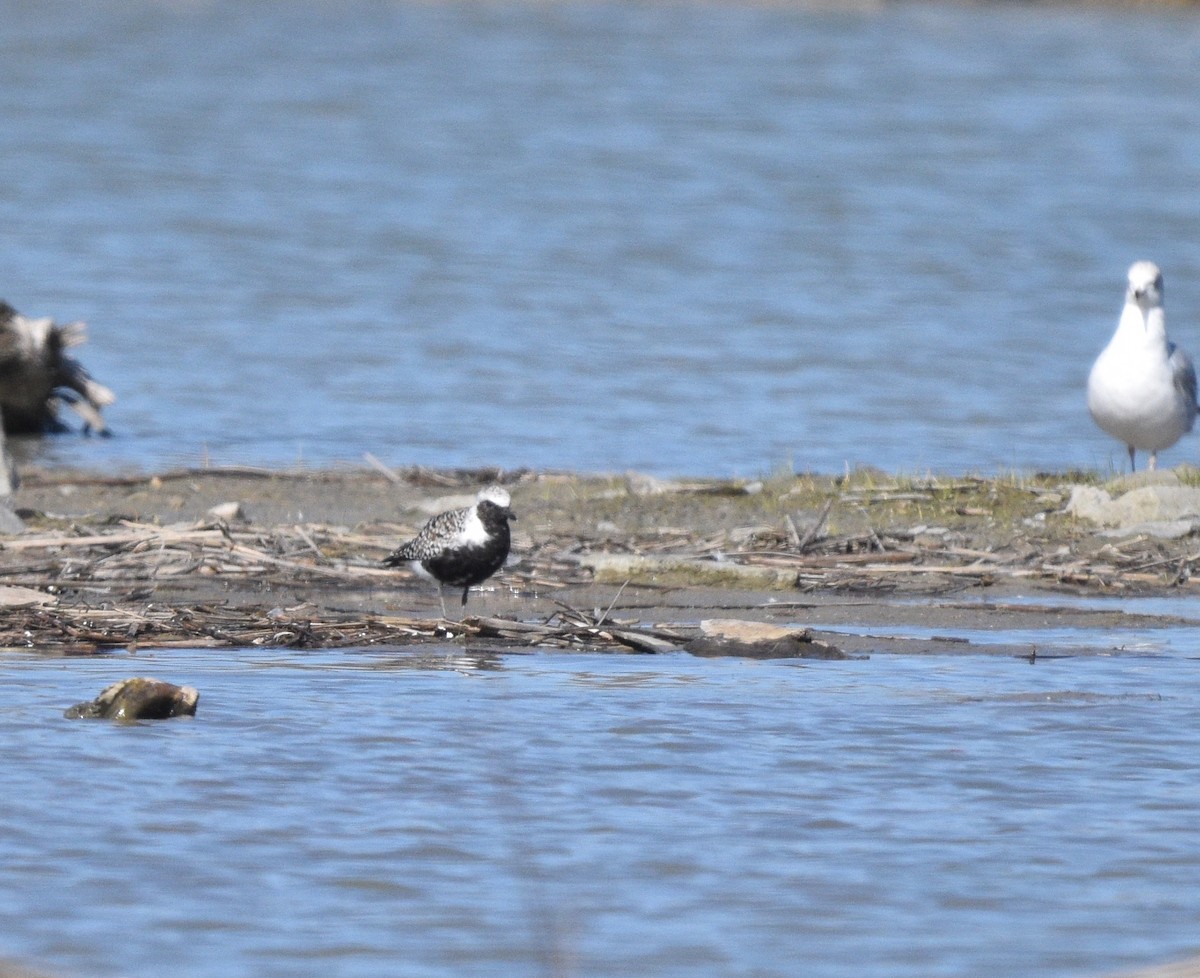 Black-bellied Plover - ML618636147