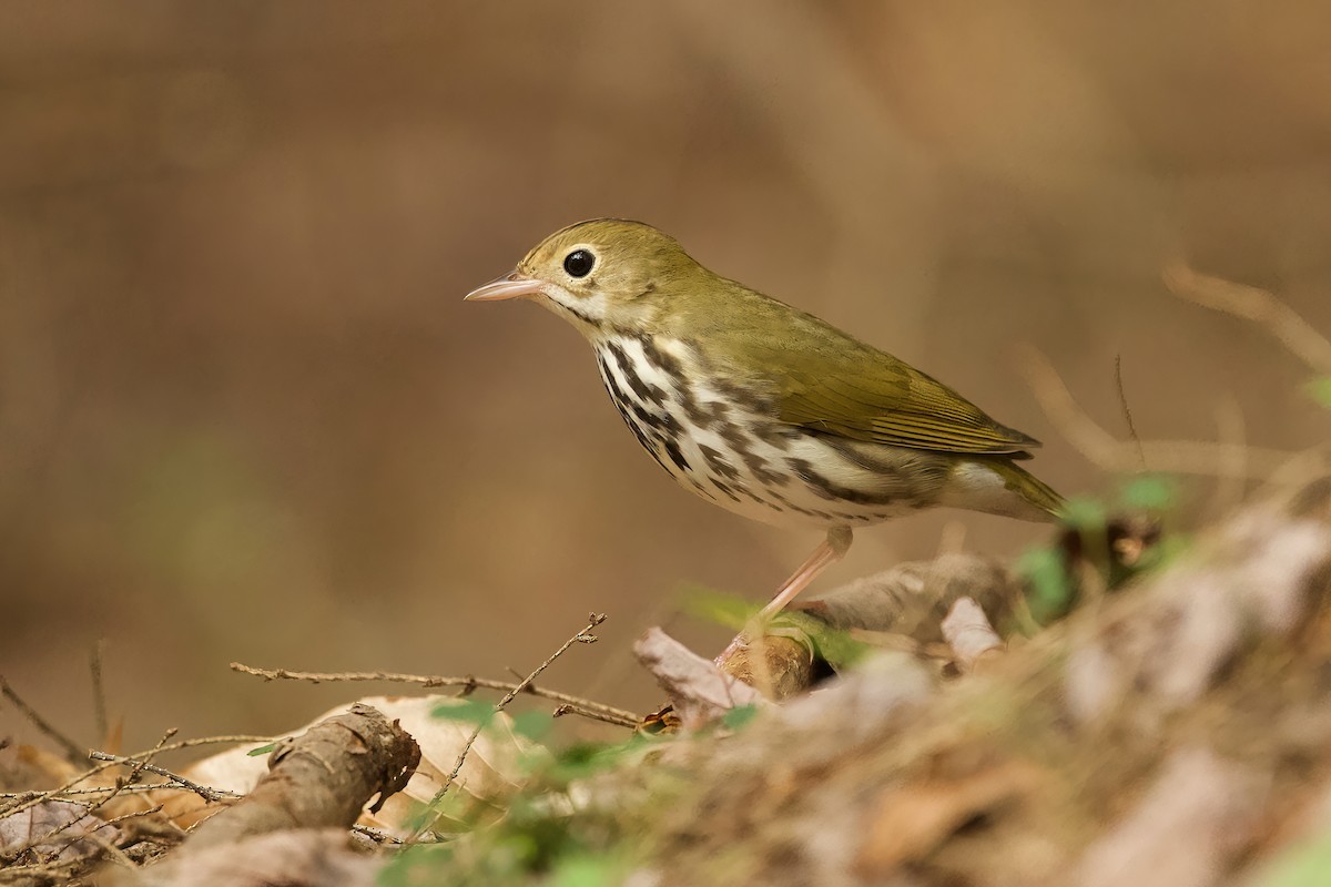 Ovenbird - R. Stineman