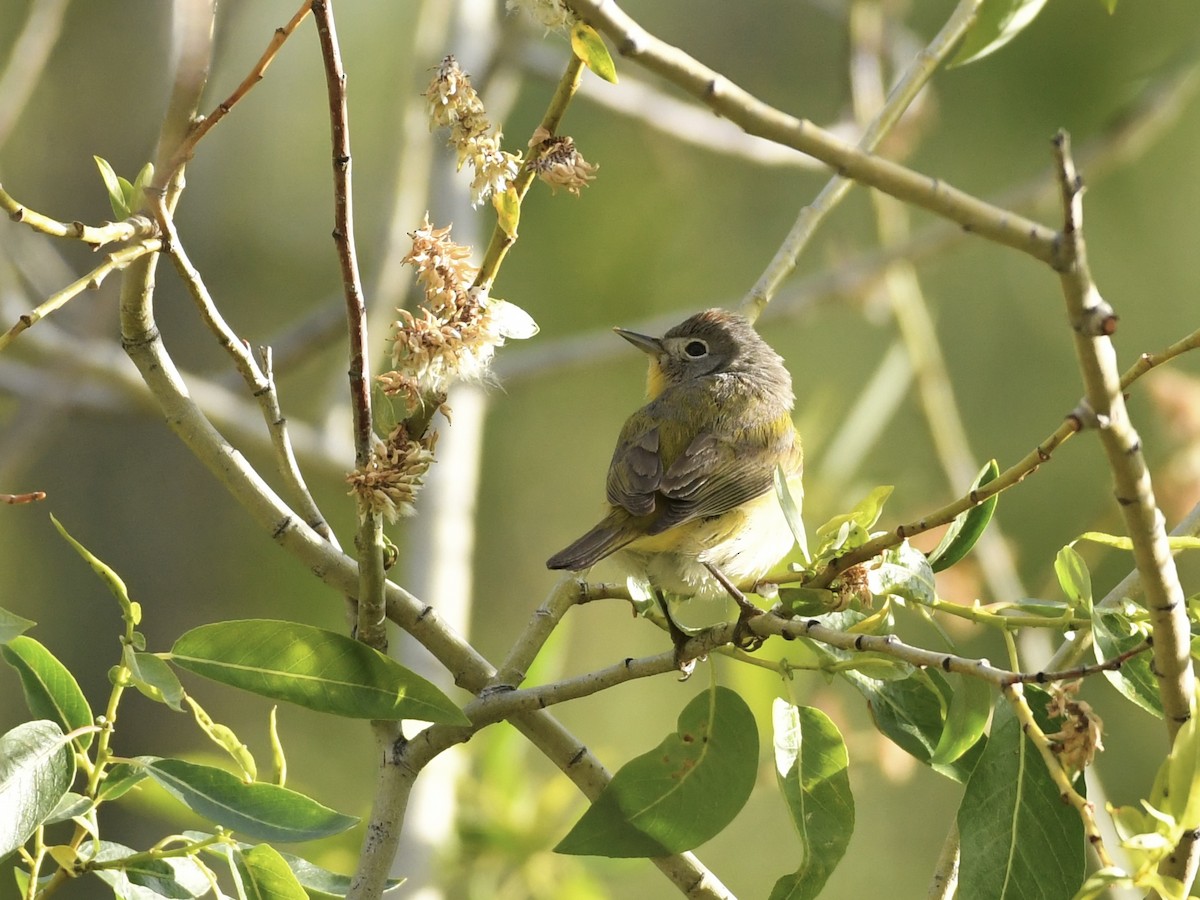 Nashville Warbler - ML618636164