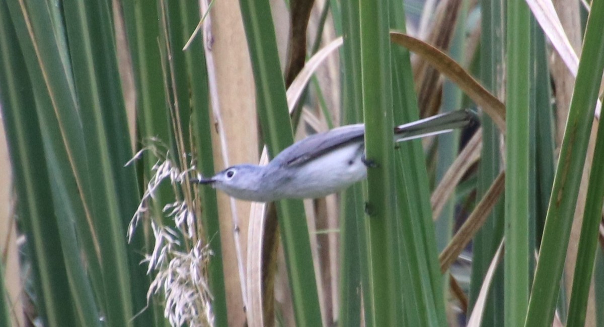 Blue-gray Gnatcatcher - Betty Thomas