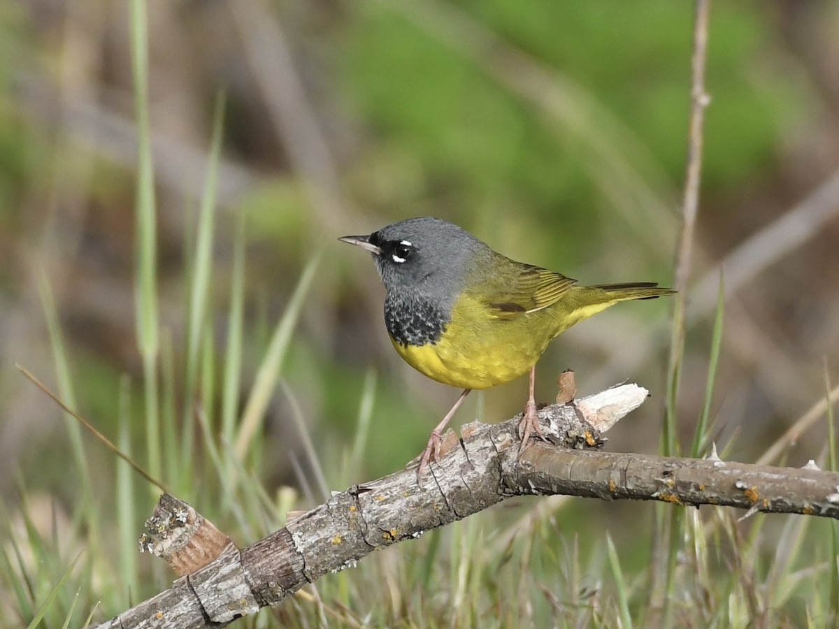 MacGillivray's Warbler - ML618636174