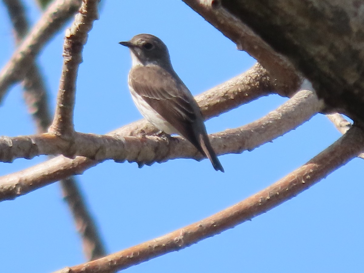 Gray-streaked Flycatcher - ML618636176