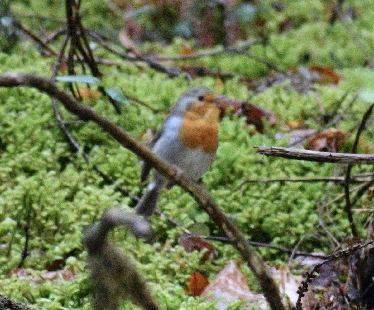 European Robin - ML618636255