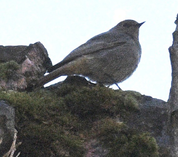 Black Redstart - ML618636263