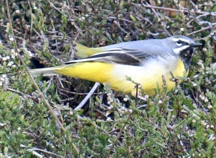 Gray Wagtail - ML618636269