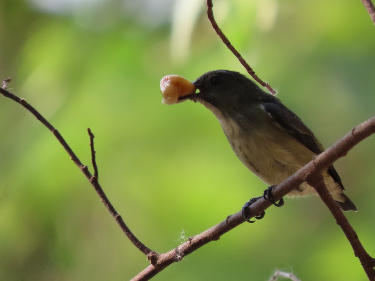 Pygmy Flowerpecker - ML618636272