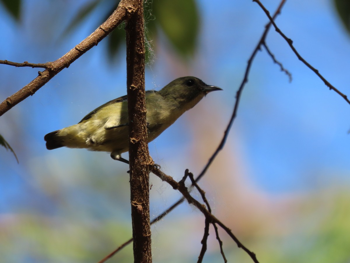 Pygmy Flowerpecker - Eloise Martinez