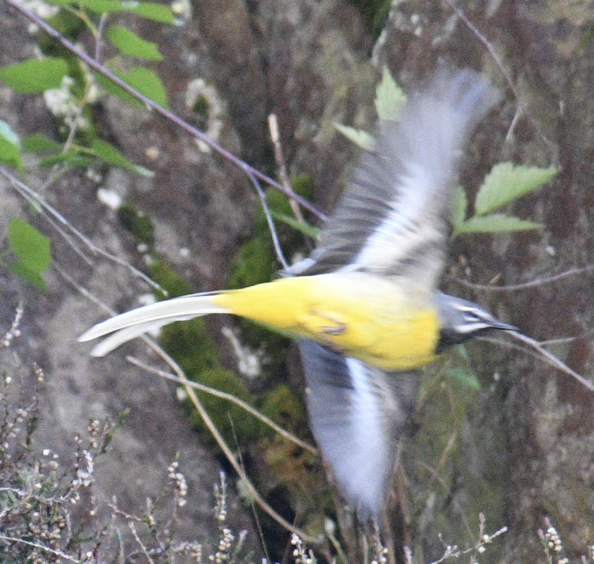 Gray Wagtail - ML618636283