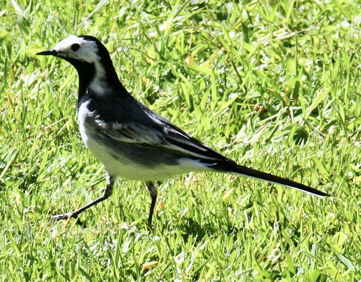 White Wagtail - ML618636301