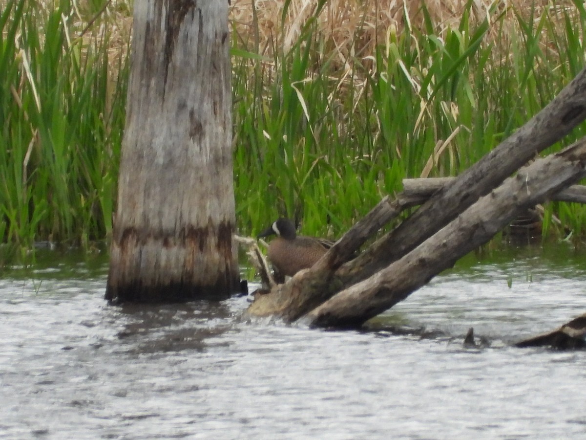 Blue-winged Teal - Reba and Allan Dupilka