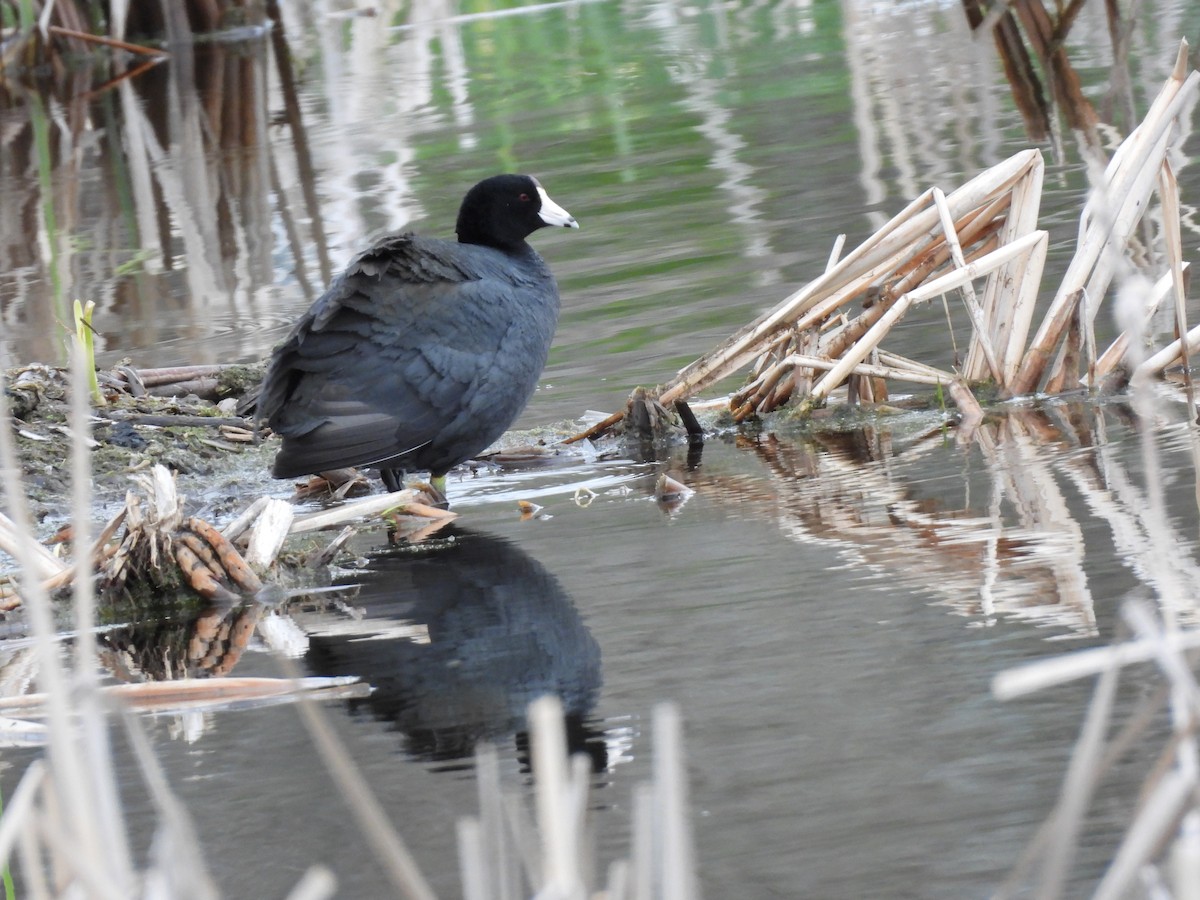 American Coot - ML618636309