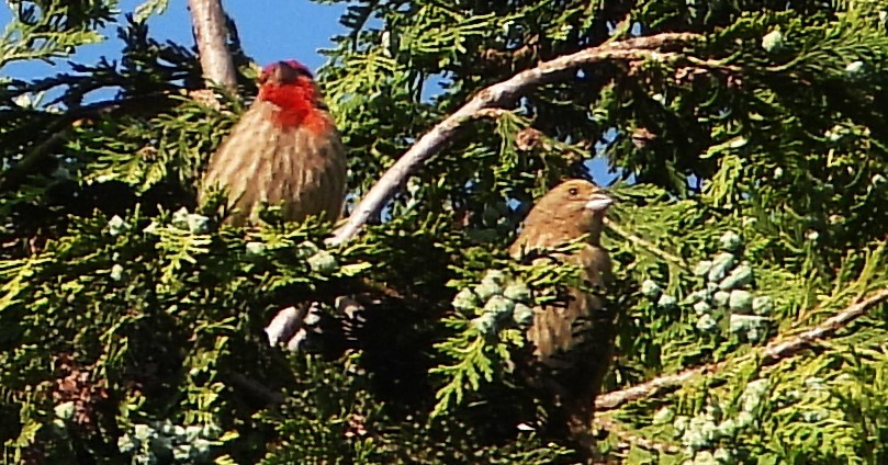 House Finch - Guadalupe Esquivel Uribe