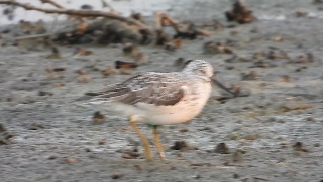 Nordmann's Greenshank - ML618636368