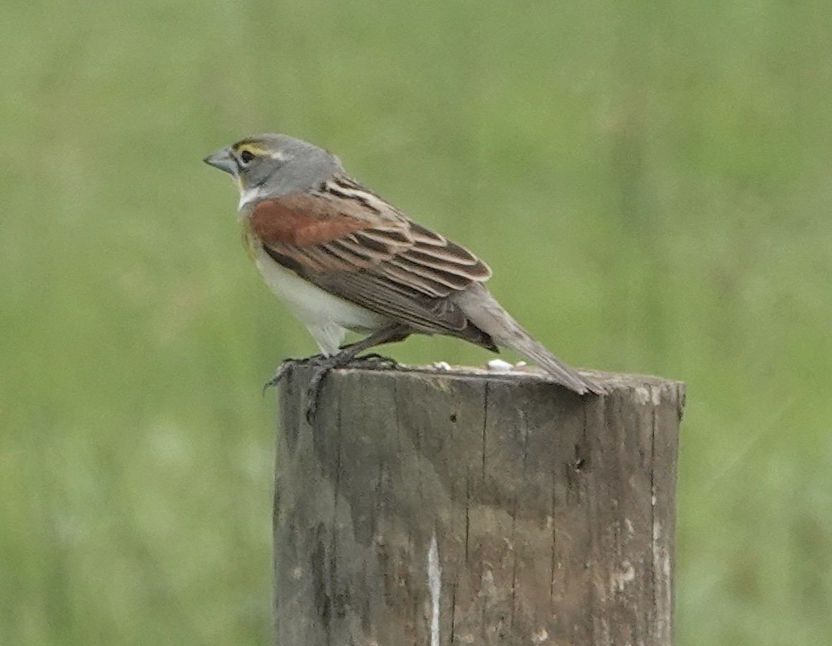 Dickcissel - Howard Laidlaw