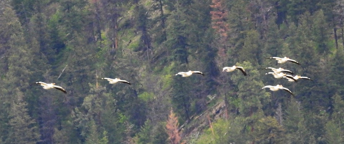 American White Pelican - ML618636417