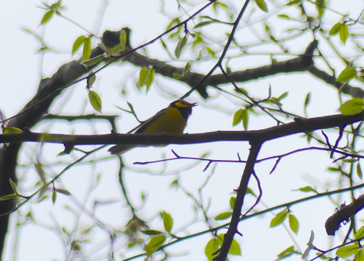 Hooded Warbler - ML618636431