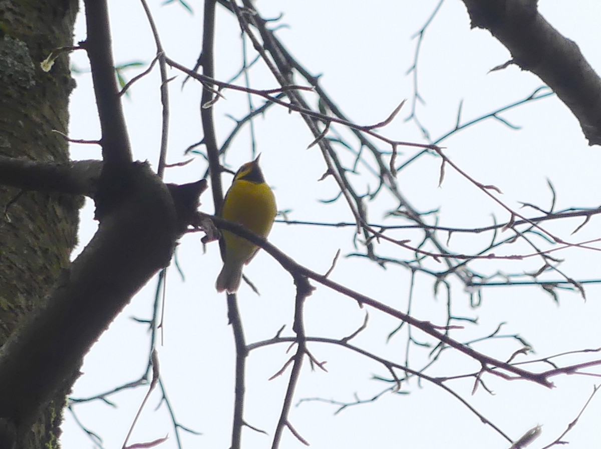 Hooded Warbler - ML618636437