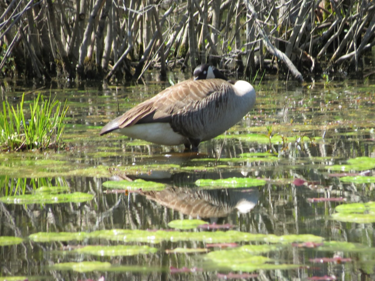 Canada Goose - ML618636451