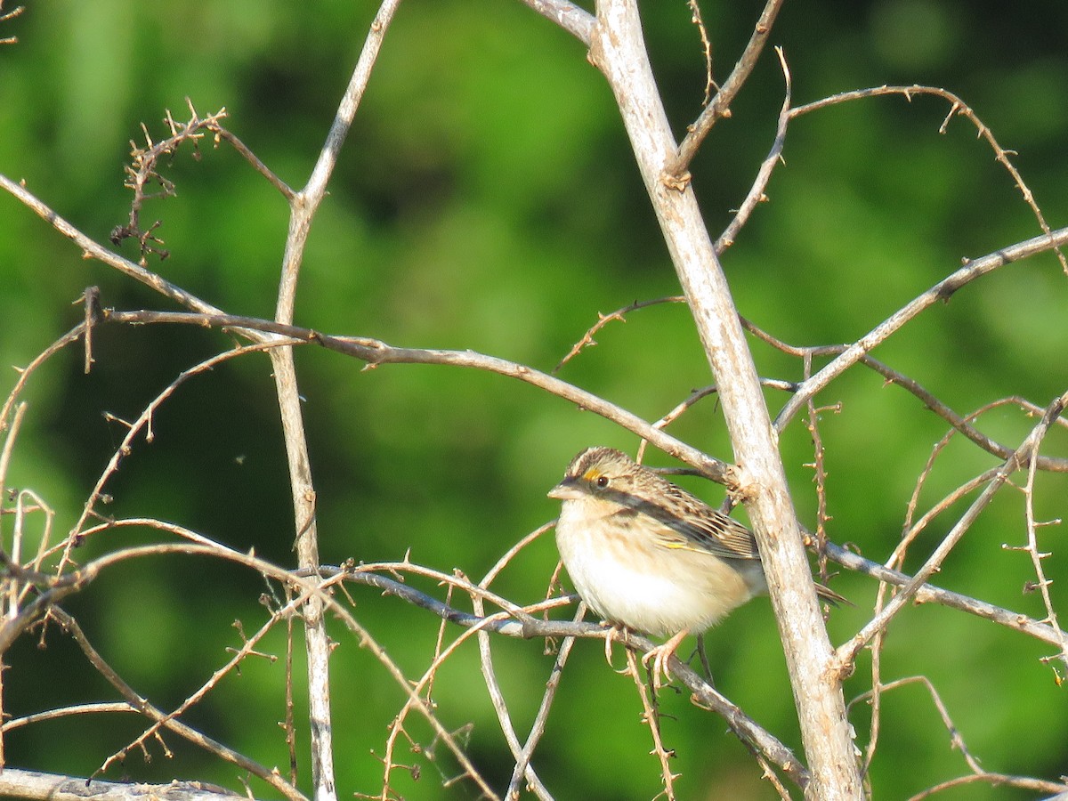 Grasshopper Sparrow - David Wolf