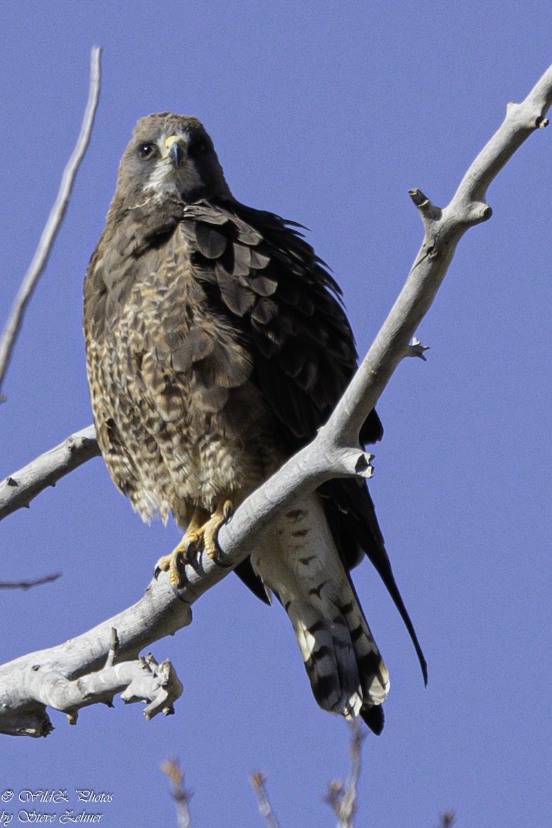 Swainson's Hawk - ML618636471