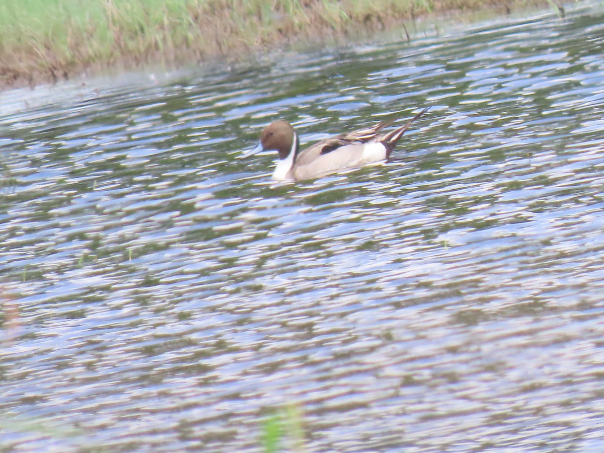 Northern Pintail - ML618636479