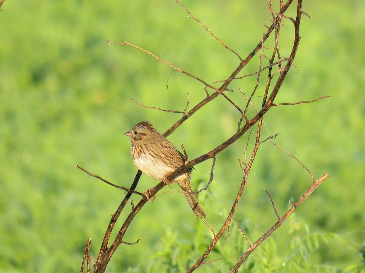 Lincoln's Sparrow - David Wolf