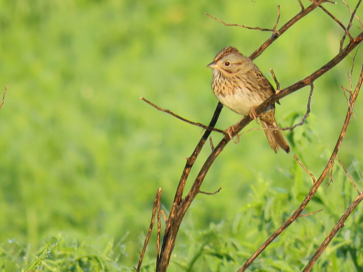 Lincoln's Sparrow - ML618636500