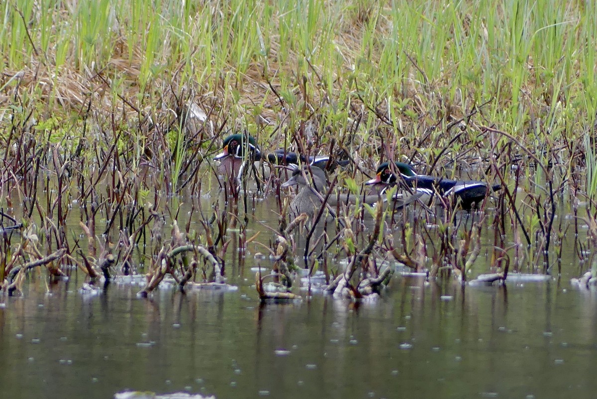 Wood Duck - ML618636505