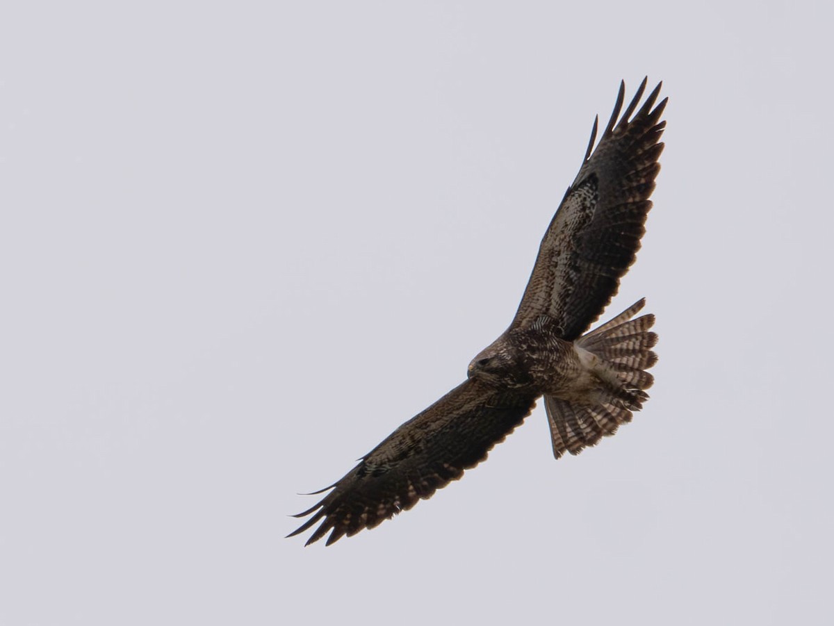 Swainson's Hawk - Natalie Barkhouse-Bishop