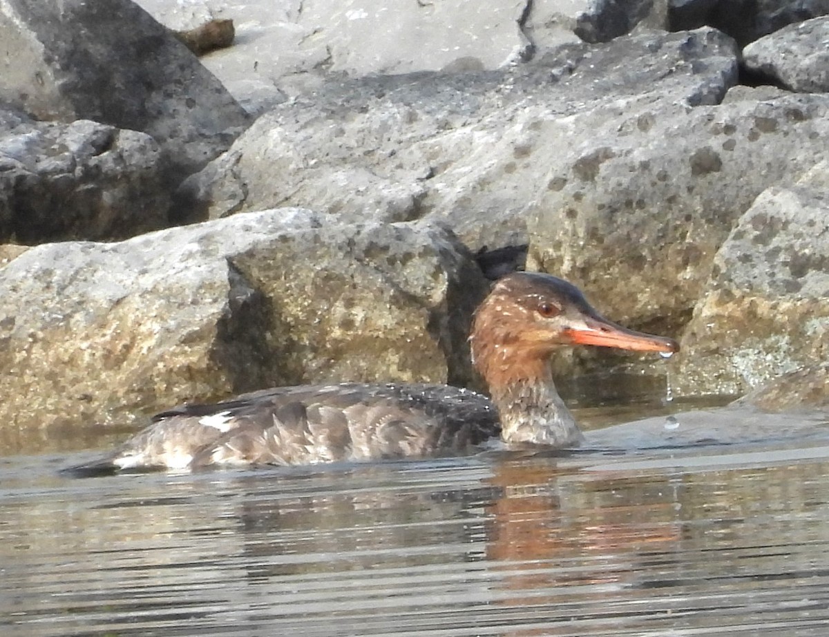 Red-breasted Merganser - ML618636534