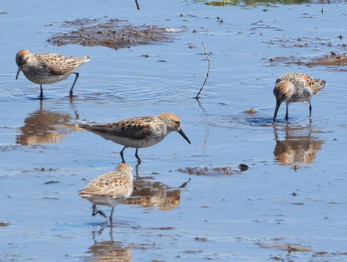 Western Sandpiper - Brian McKenney