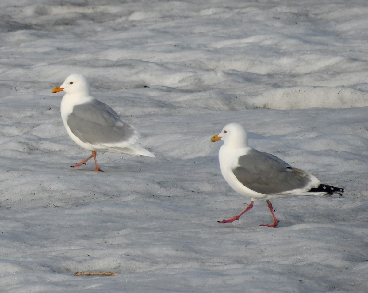 Glaucous Gull - ML618636583