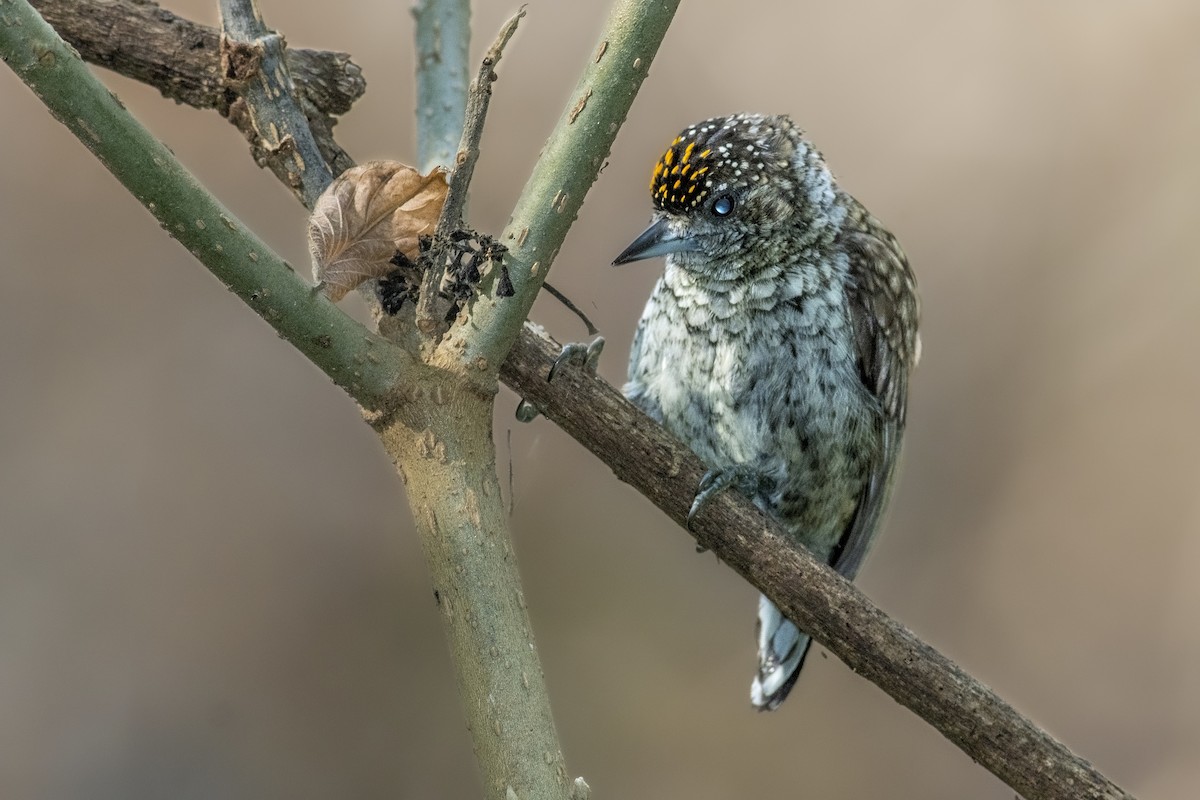 Scaled Piculet - ML618636590