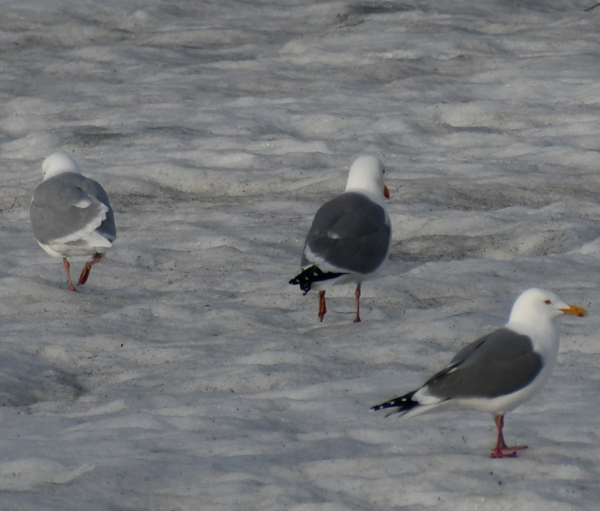 Glaucous Gull - ML618636606