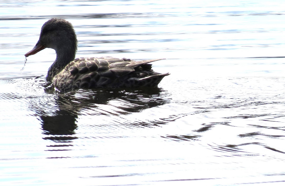 Canard chipeau - ML618636619