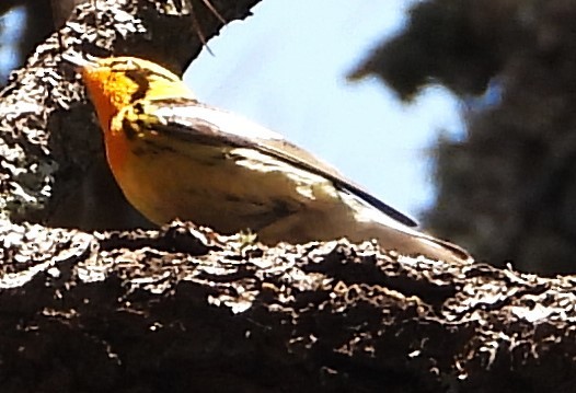Blackburnian Warbler - Guadalupe Esquivel Uribe