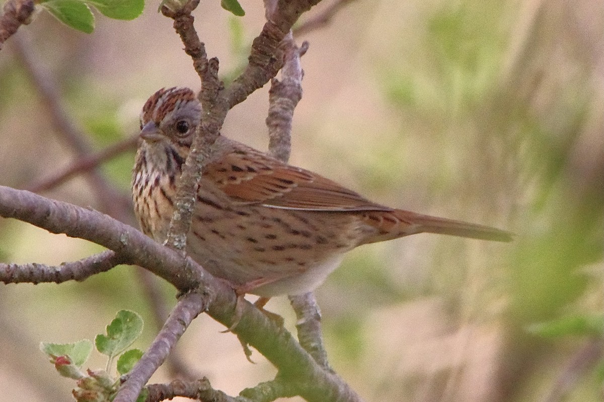 Lincoln's Sparrow - Lowell Goudge