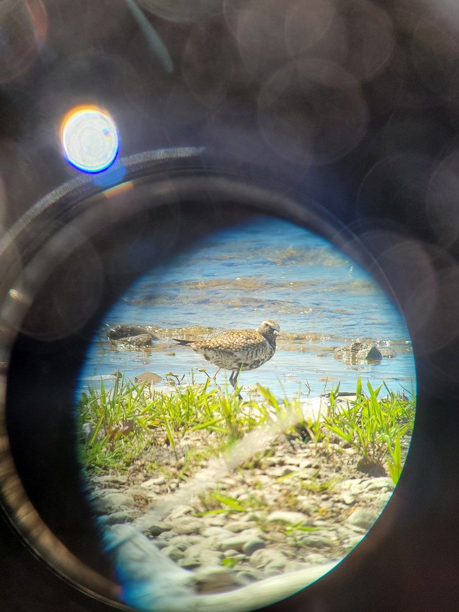 American Golden-Plover - ML618636702