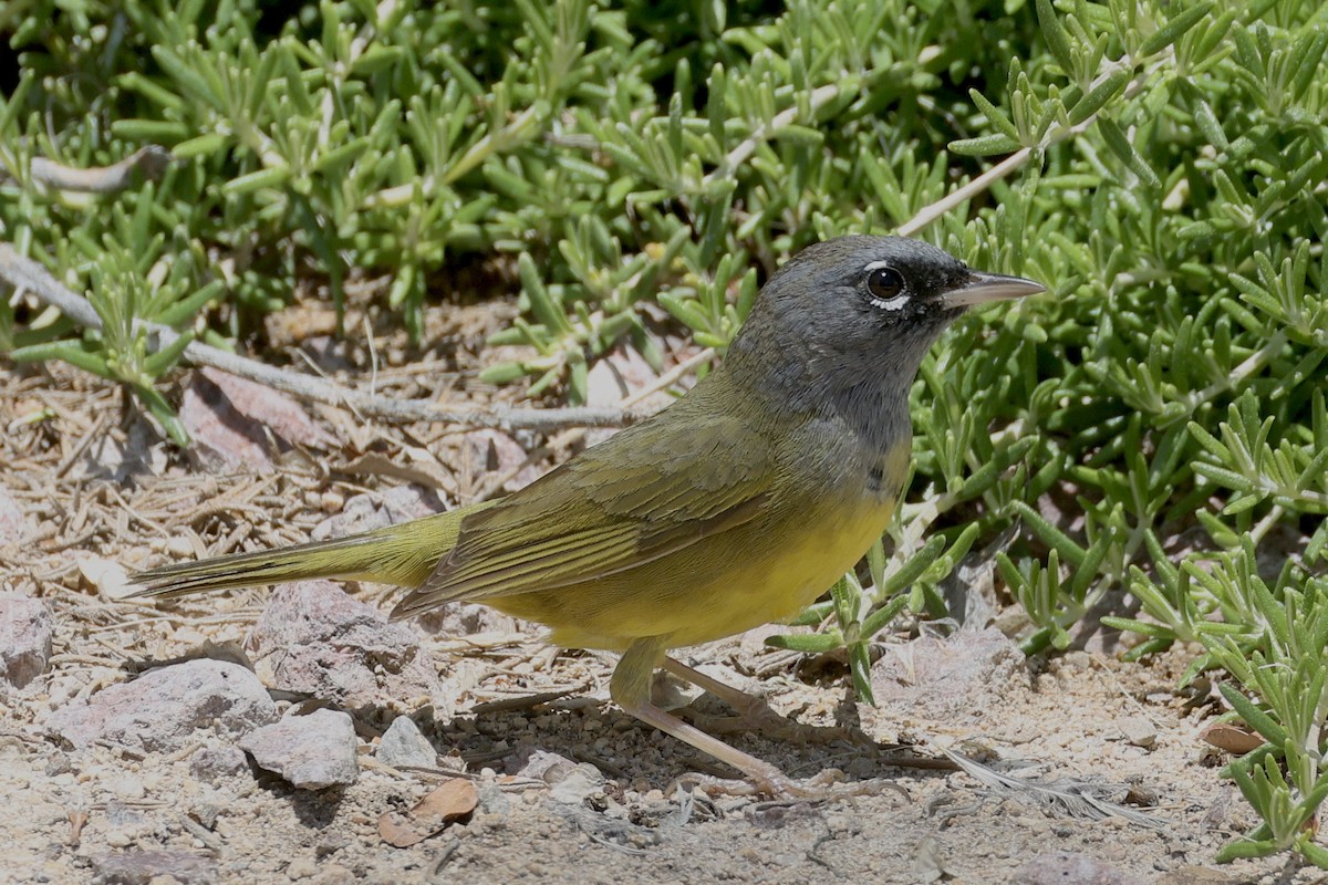 MacGillivray's Warbler - ML618636756