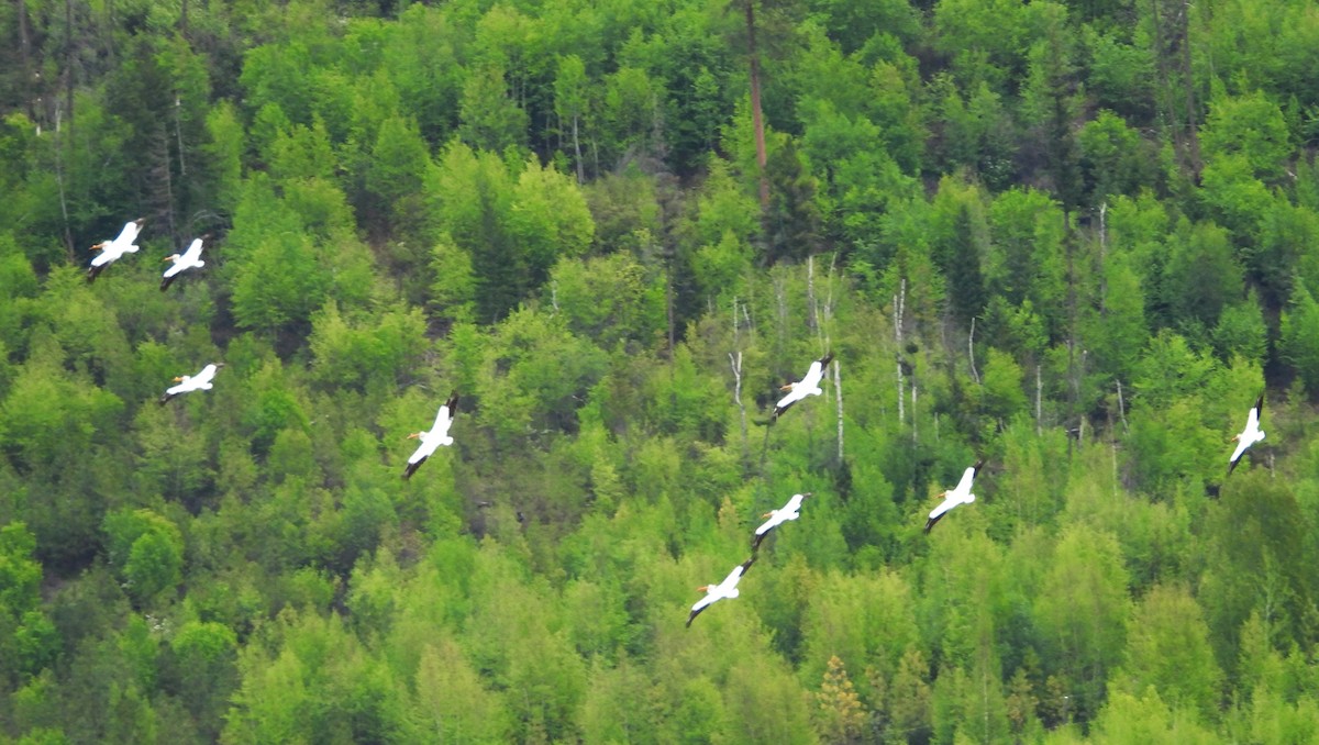 American White Pelican - ML618636783