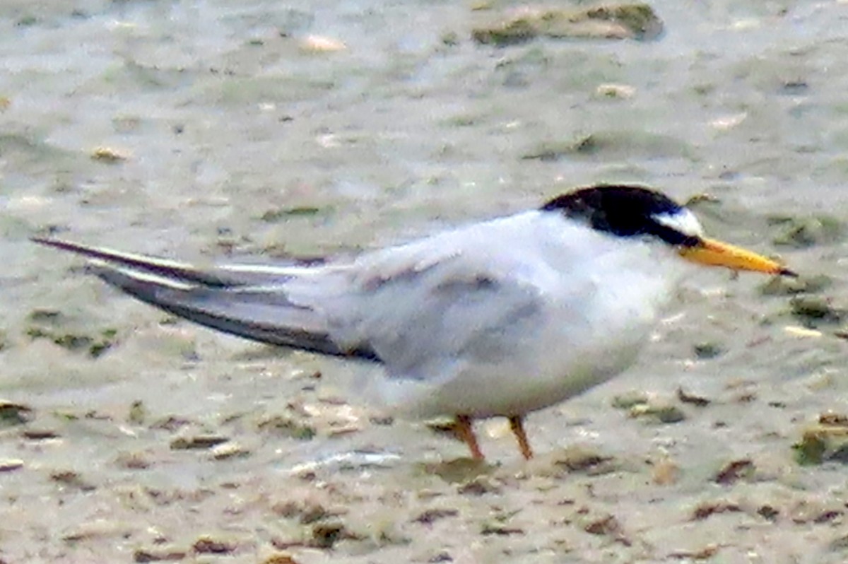 Least Tern - Pamela Fuchs