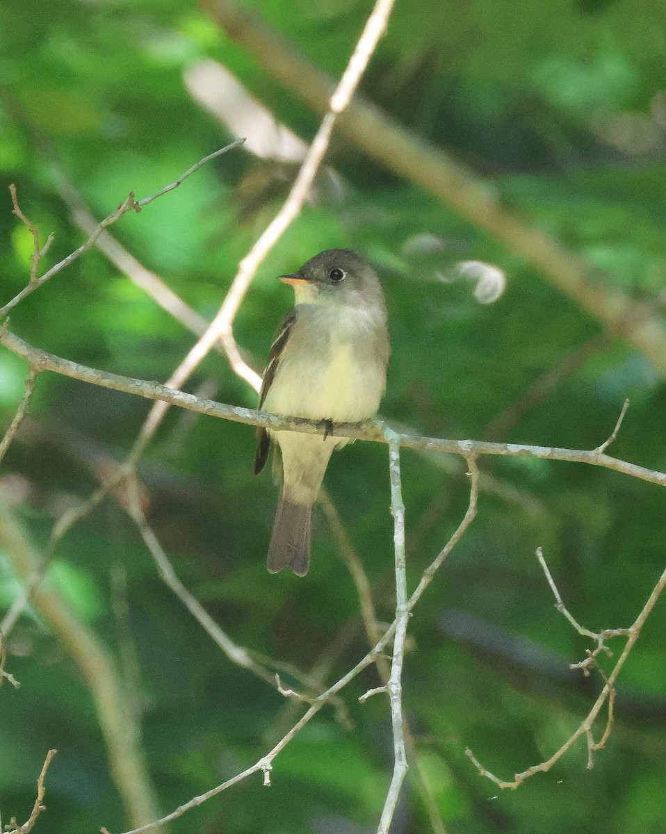 Eastern Wood-Pewee - ML618636821