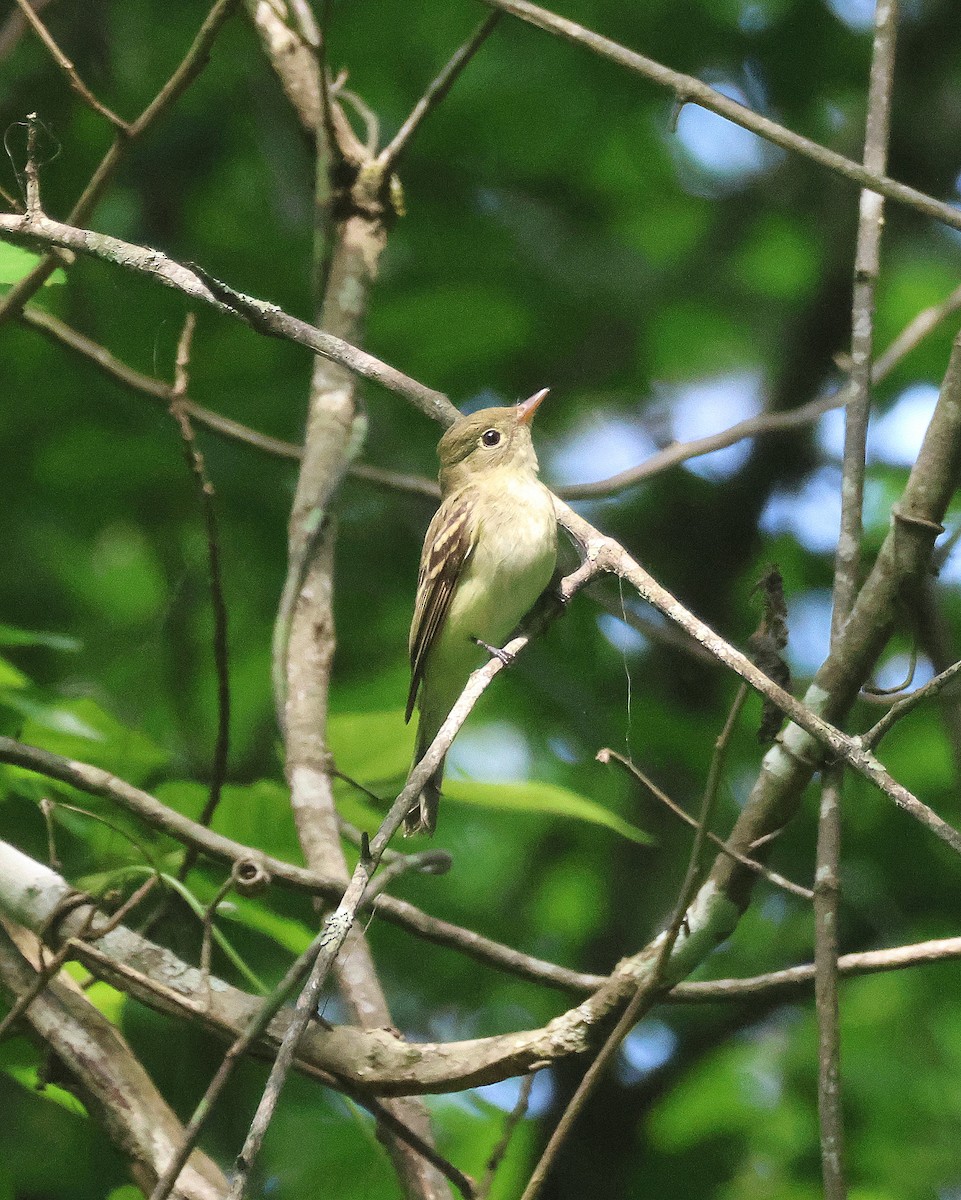 Acadian Flycatcher - ML618636826