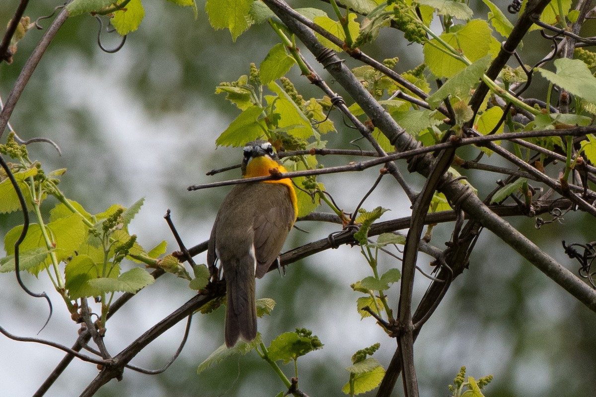 Yellow-breasted Chat - ML618636831