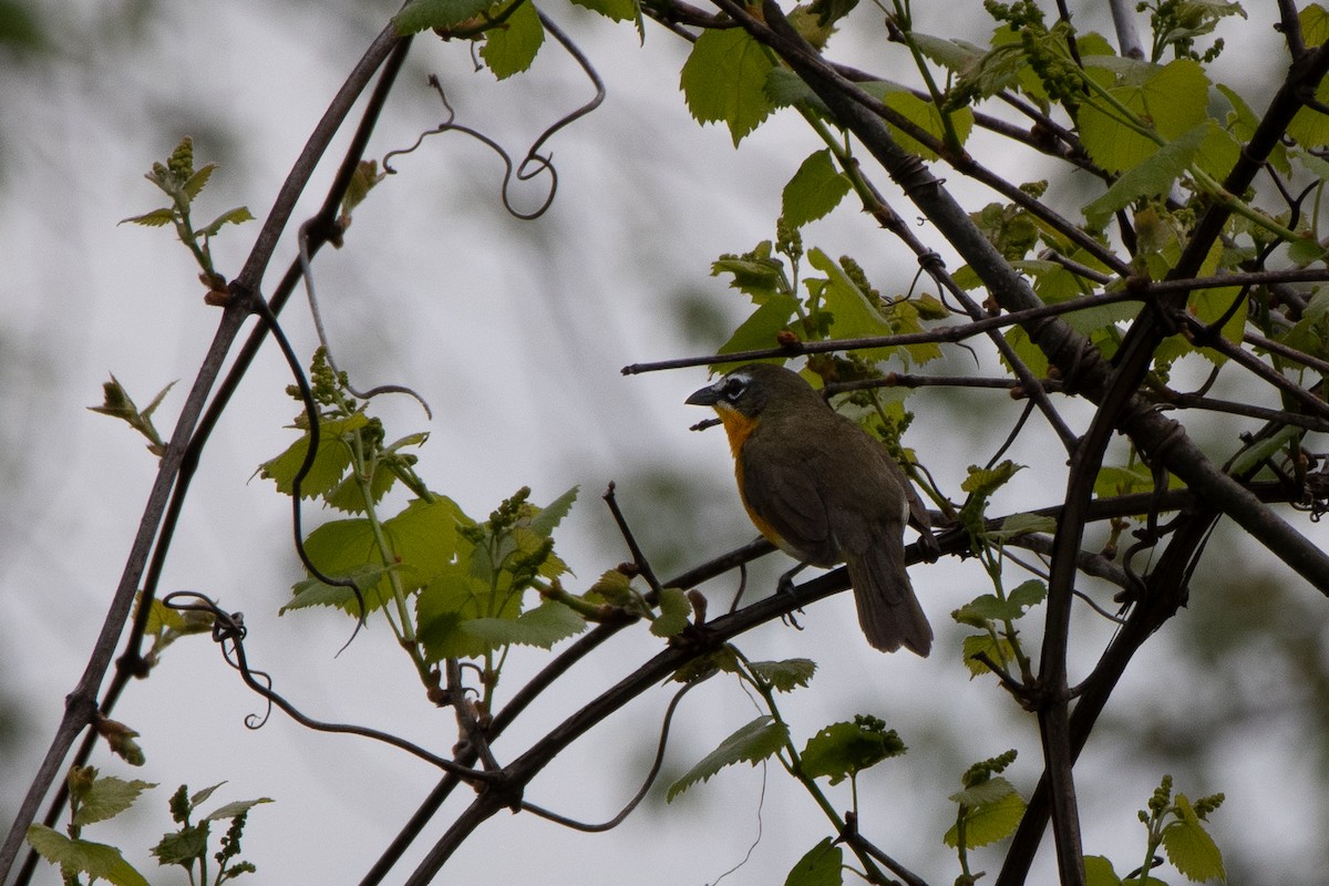 Yellow-breasted Chat - ML618636833