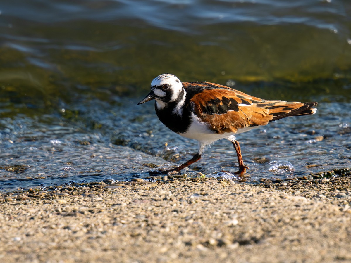 Ruddy Turnstone - ML618636845