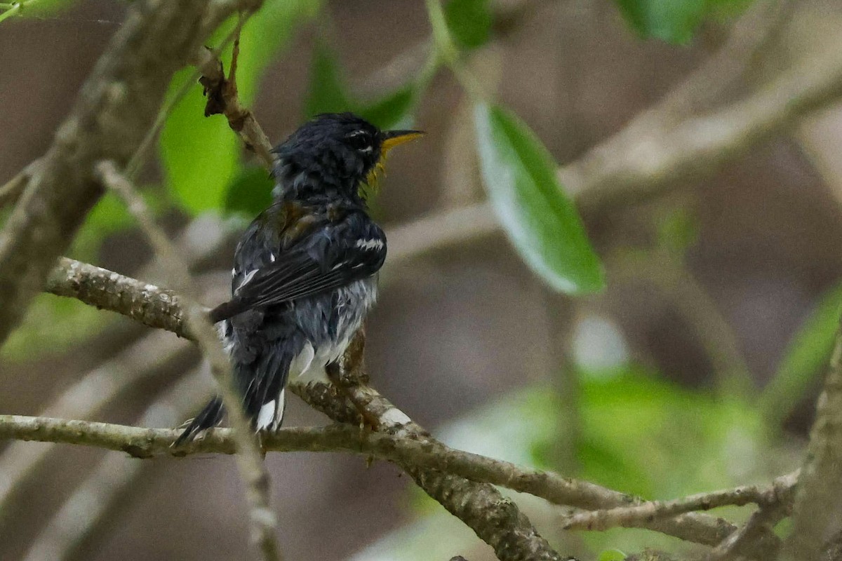 Northern Parula - ML618636855