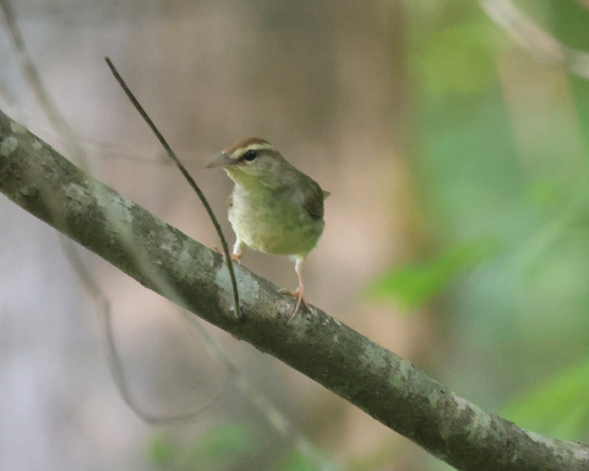 Swainson's Warbler - ML618636860